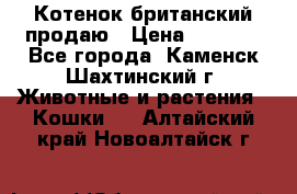 Котенок британский продаю › Цена ­ 3 000 - Все города, Каменск-Шахтинский г. Животные и растения » Кошки   . Алтайский край,Новоалтайск г.